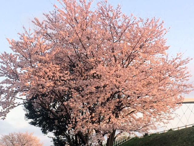 sakura2017